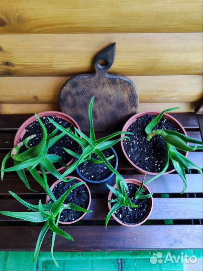 Алоэ столетник