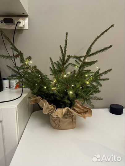 Ветки для новогоднего декора