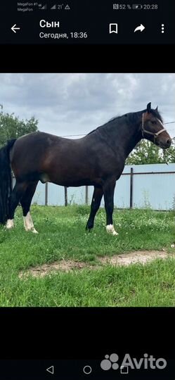 Жеребец орловский рысак