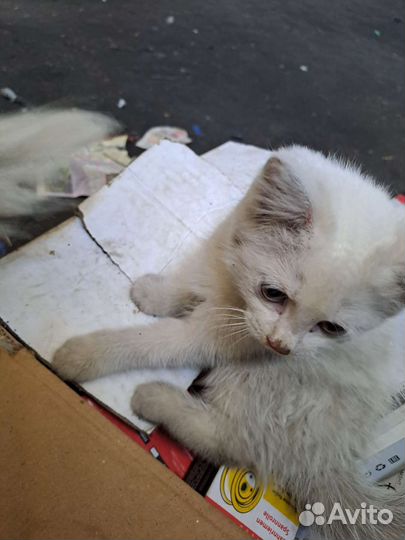 Кошка в дар бесплатно