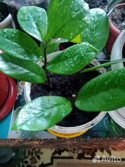 Замиокулькас