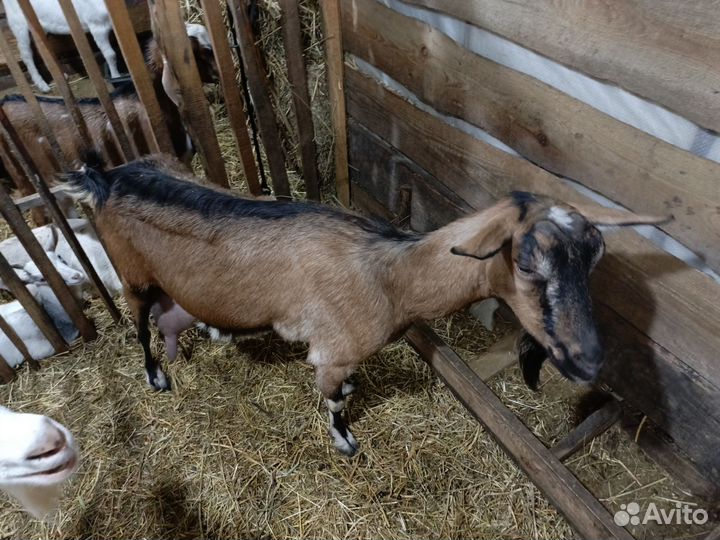 Коза доенная комолая