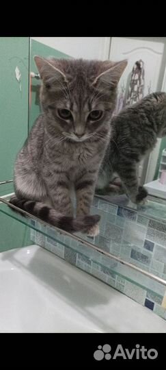 Отдам кота в добрые руки