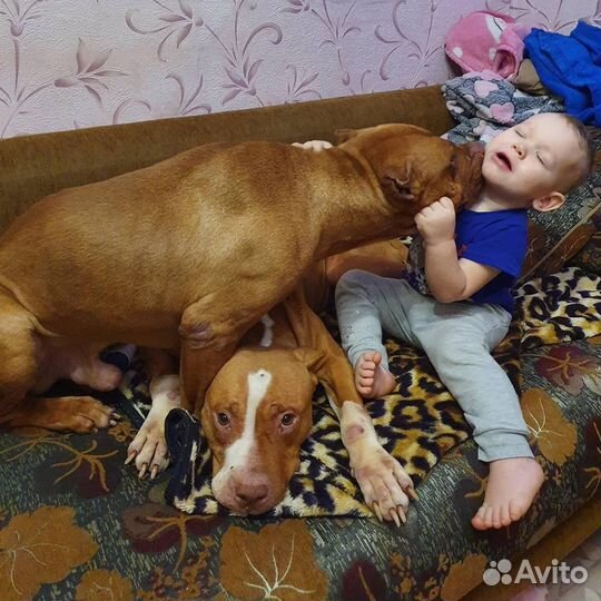 Питбуль вязка