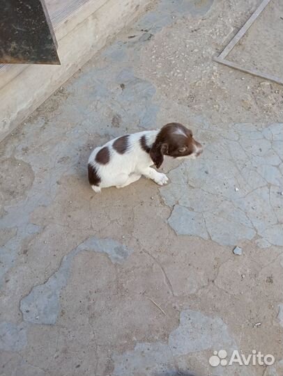 Русский спаниель