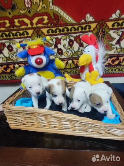 Щенки джек рассел терьер