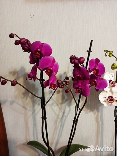 Орхидея фаленопсис,2 ствола