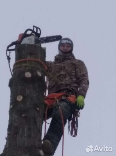 Спил деревьев