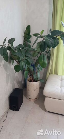 Большой фикус
