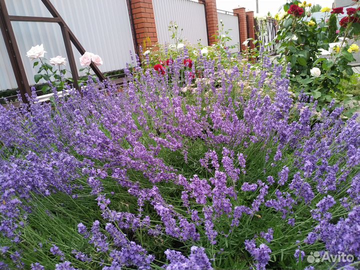 Саженцы лаванды