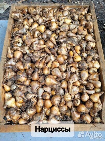 Луковицы нарциссов, тюльпанов, лука многоярусного