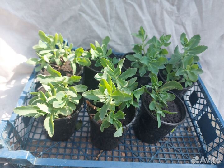 Очиток видный Седум