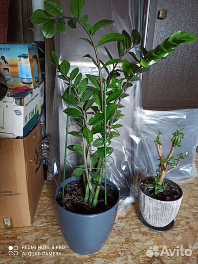 Замиокулькас