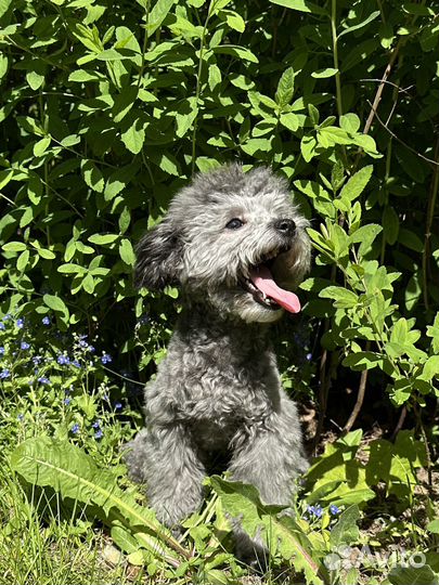 Той пудель тикап серебро эксклюзив 7 мес