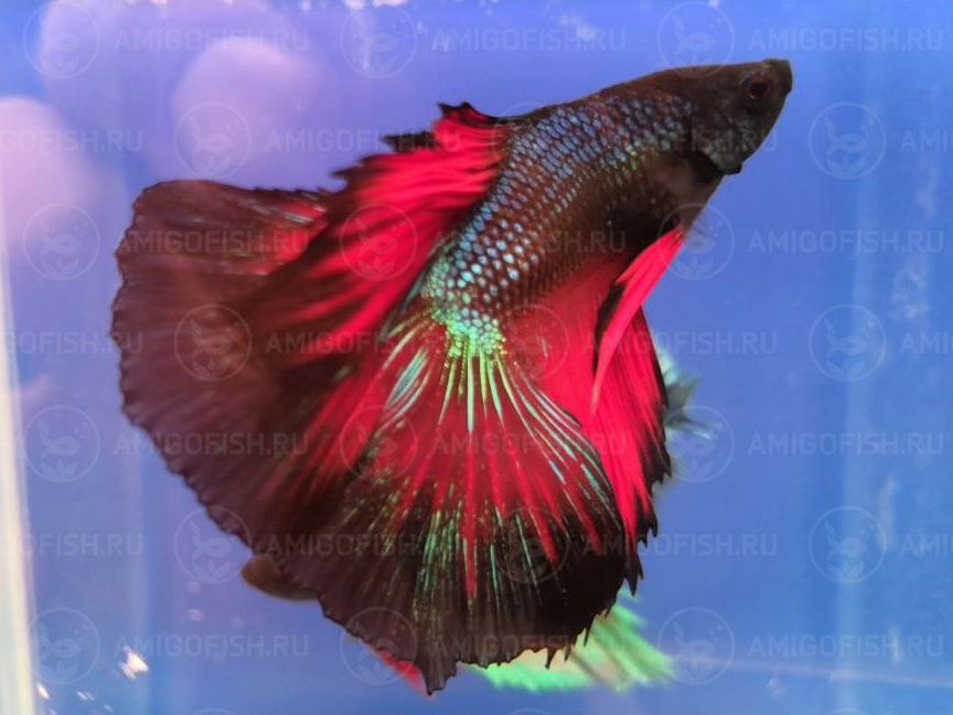 Петушок двухвостый (Double tail Betta) Люкс