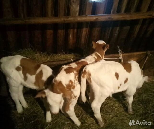 Быки и телки