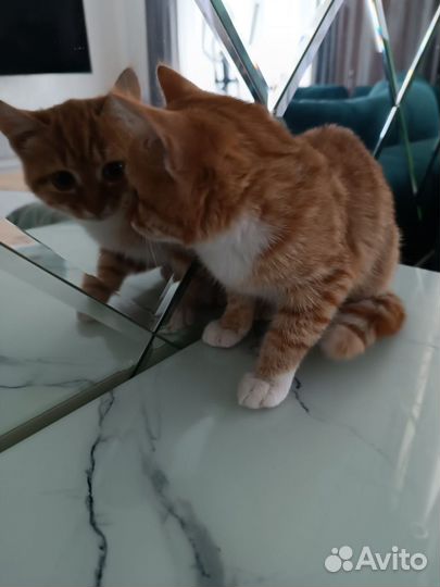 Кошка рыжая с белой грудкой 3 мес