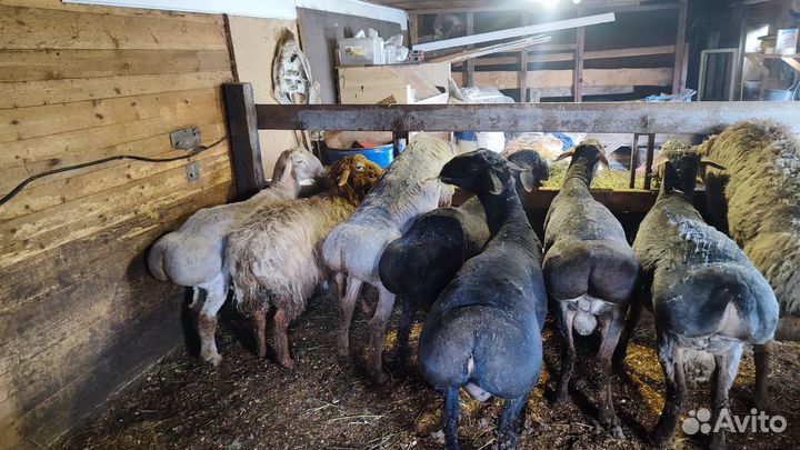 Племенные Бараны