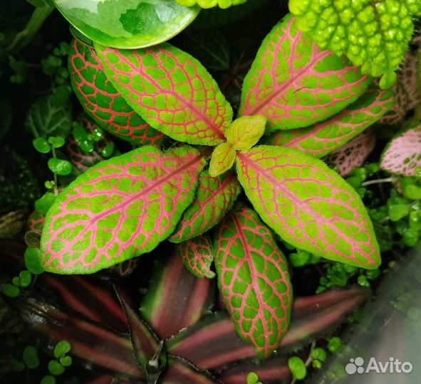 Растения для тропического флорариума