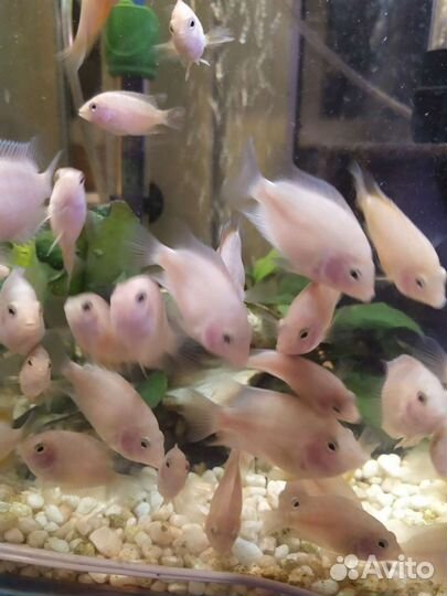 Цихлазома Фламинго