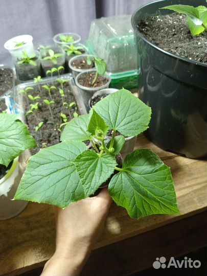 Рассада огурцов
