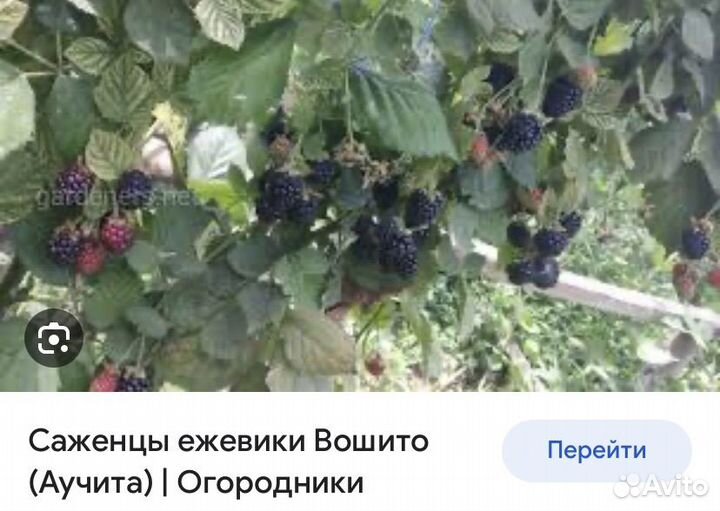 Саженцы ежевики, черной смородины
