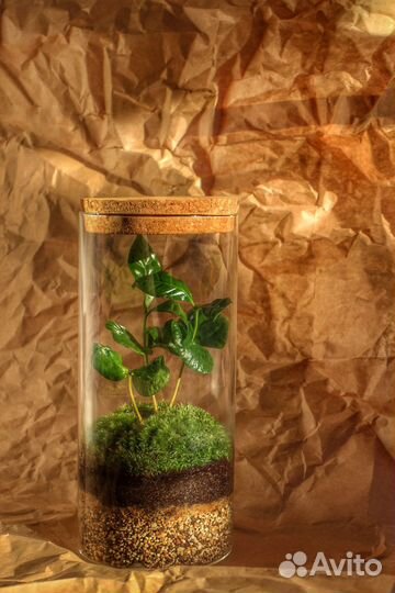 Экосистема (флорариум)