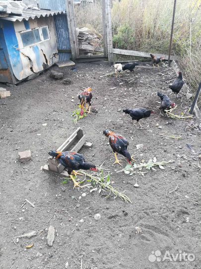 Бойцовые петушки