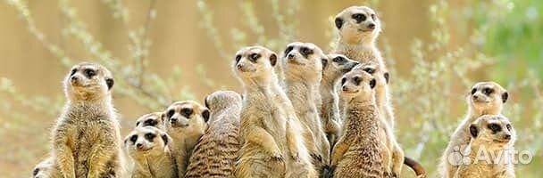 Охранник на Визовый центр вахта