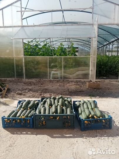 Свежие домашние с грядки