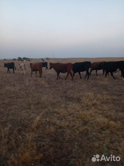 Телки стельные