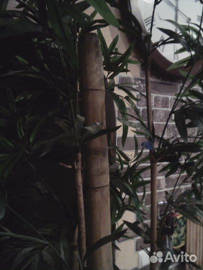 Продам цветы