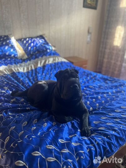 Вязка шарпея(девочка)