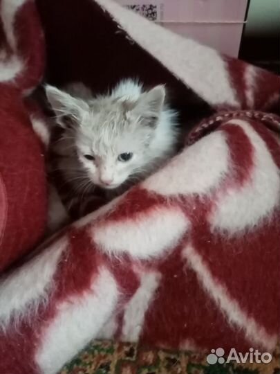 Котенок отдам