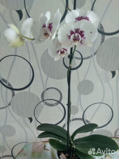 Орхидея фаленопсис