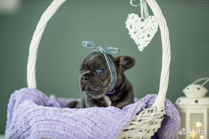 Фоанцузский бульдог