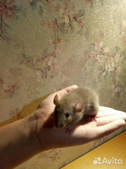 Крысы дамбо,хомячки