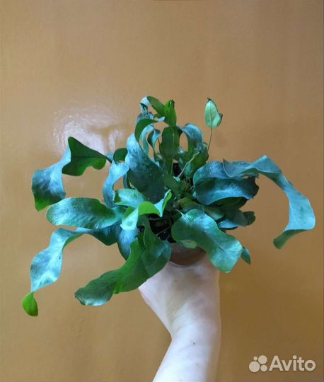 Флебодиум Блю Стар папоротник/Phlebodium Blue Star