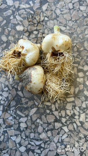 Луковицы тюльпанов