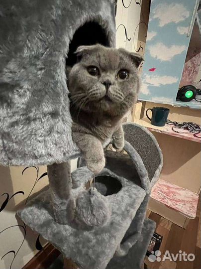 Шотландский вислоухий кот на вязку