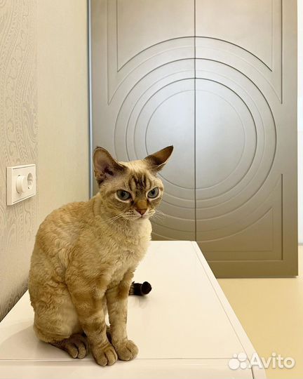 Шкаф 2х створчатый распашной