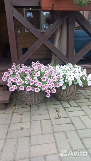 Рассада петунии каскадно - ампельной