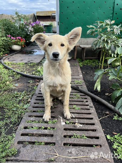 Щенок в добрые руки