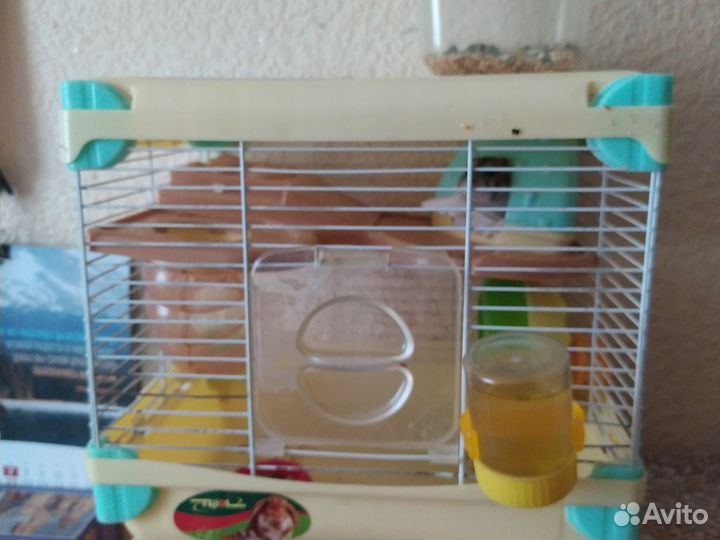 Хомяк с клеткой