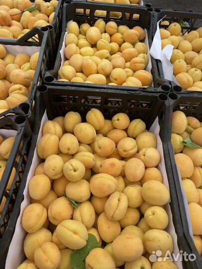 Абрикос Армения свежий