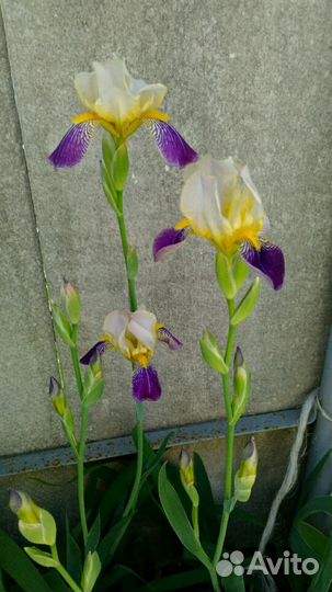 Цветы ирис