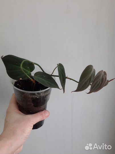 Филодендрон меланохризум