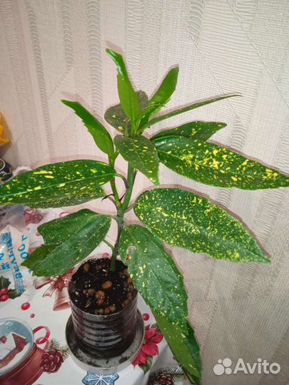 Аукуба японская