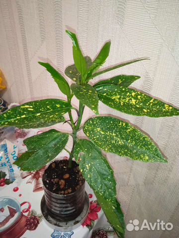 Аукуба японская