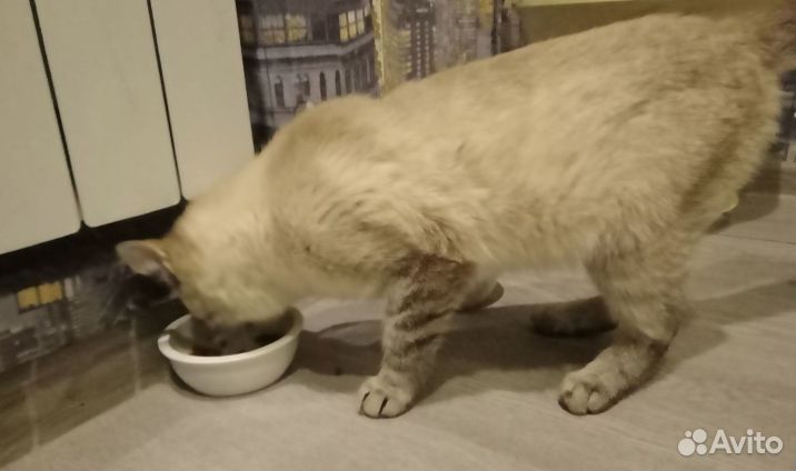 Котёнок в дар